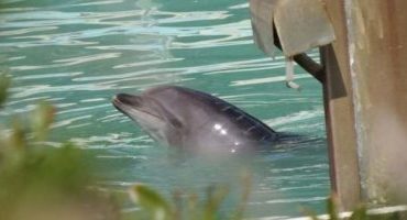 الوحدة تقتل الدولفين الياباني " هوني "