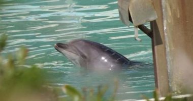 الوحدة تقتل الدولفين الياباني " هوني "