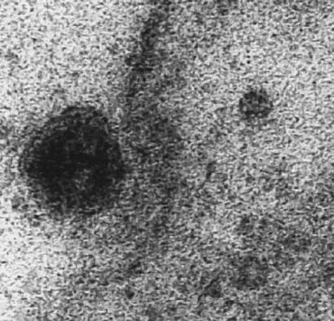 أول مرة بالفيديو المجهري شاهد رصد لفايروس كورونا وهو يمسك بالخلية