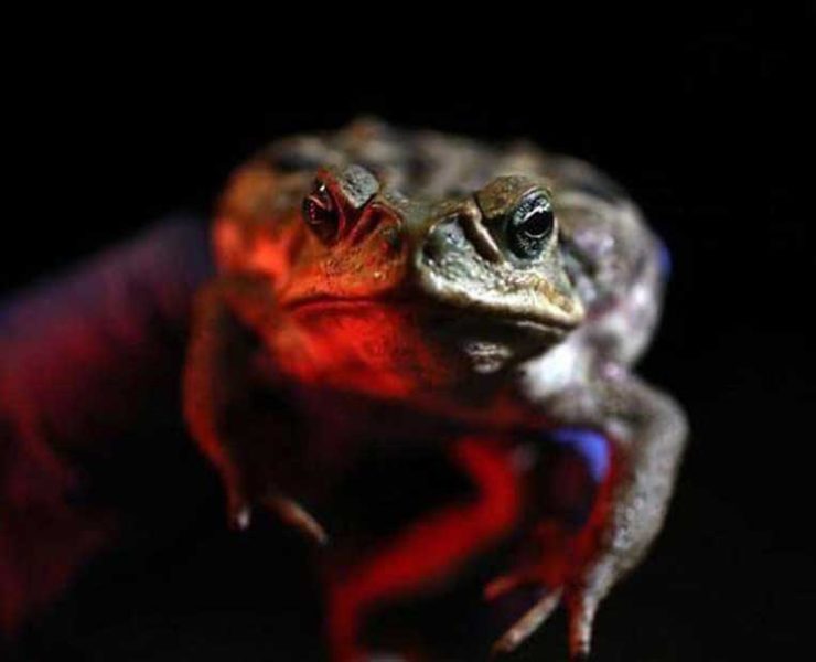 إنتشار ضفادع «قاتلة» في ولاية فلوريدا الأمريكية