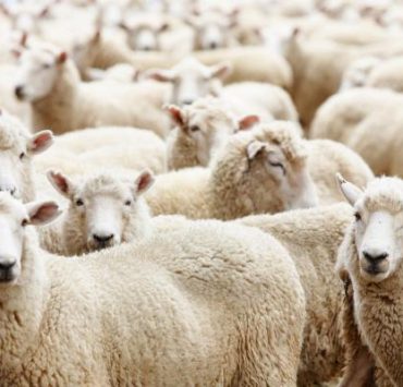 كورونا والأضاحي..الصحة العالمية تحذر: العدوى قد ترتفع